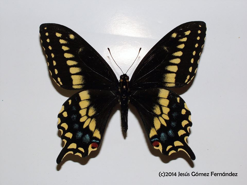 Papilio machaon x polyxenes hybrid male (machaon male, Goteborg Sweden, asterius fem, Wyandotte, Michigan) (Internet Image property of respective owner, non-commercial use only)